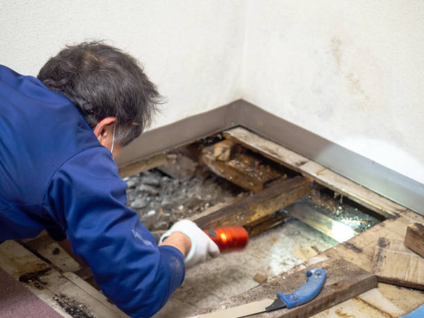Best Crawl Space Mold Removal  in Beacon Hill, WA
