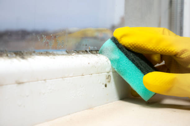 Mold Testing and Removal in Beacon Hill, WA