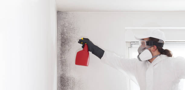 Best Office Mold Removal Services  in Beacon Hill, WA